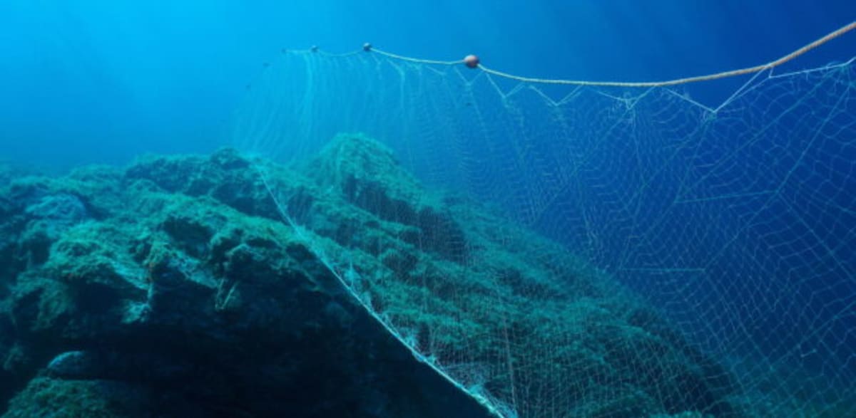 LED Lights Cut Sea Turtle Deaths by 60% in Fishing Nets - Image 3