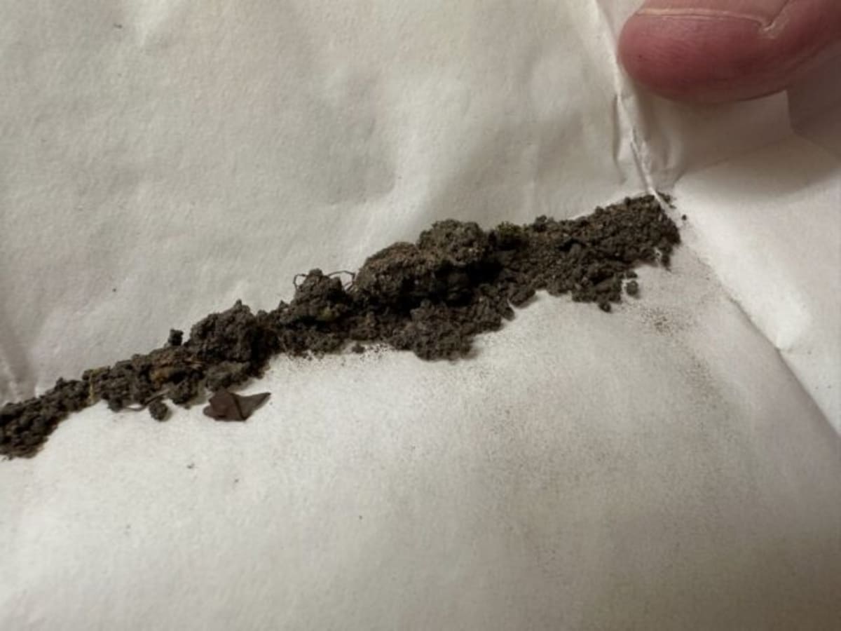 Moss Evidence Helped Solve 2009 Cemetery Grave Robbery Case - Image 2