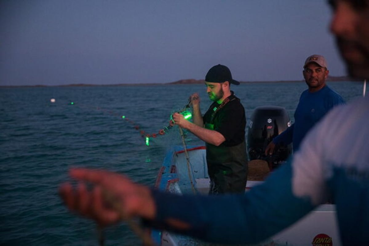 LED Lights Cut Sea Turtle Deaths by 60% in Fishing Nets - Image 4