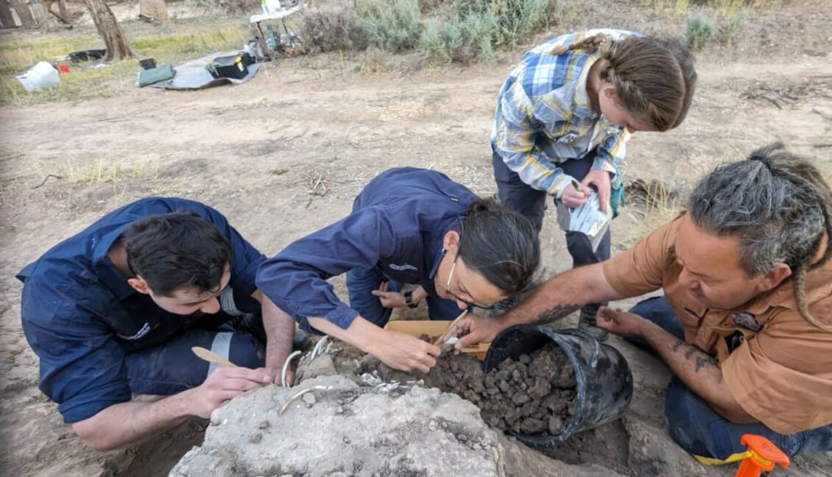 Ancient Dingo Grave Reveals 1,000 Years of Love and Care