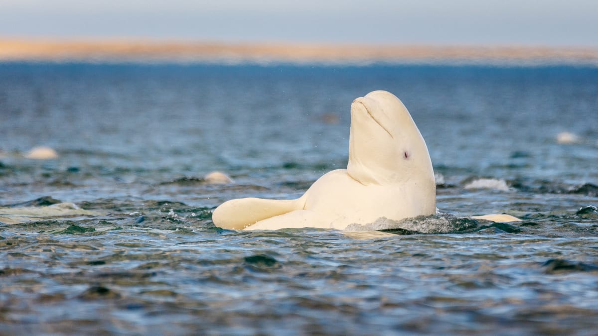Beluga whale swimming near reflective surface in aquarium, showing curious exploratory behavior