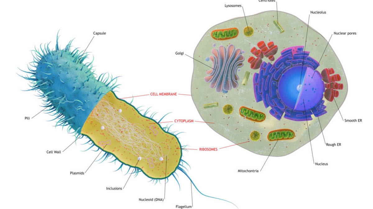 Colorful scientific illustration showing ancient cells merging and exchanging genetic material together