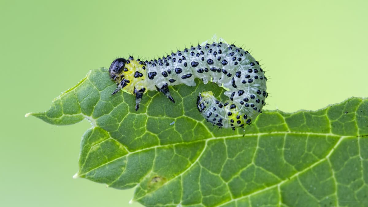 Scientists Discover How Bean Plants Call Wasps for Help