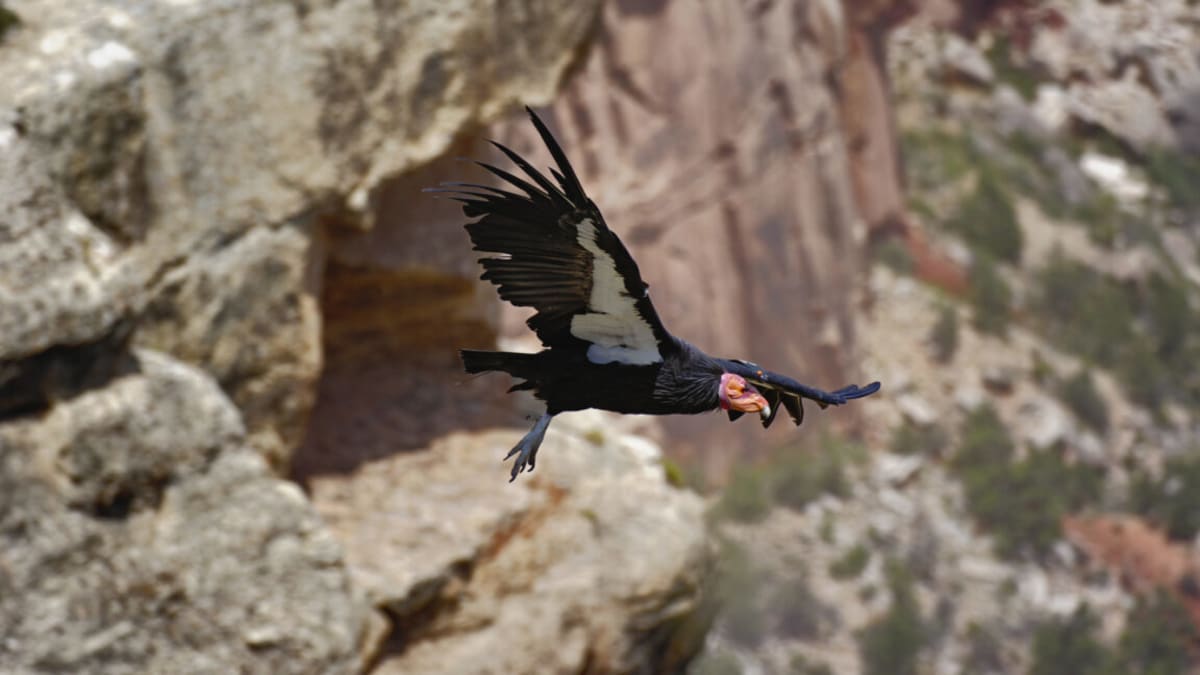 All 2,300 US Endangered Species to Get Genomes Sequenced