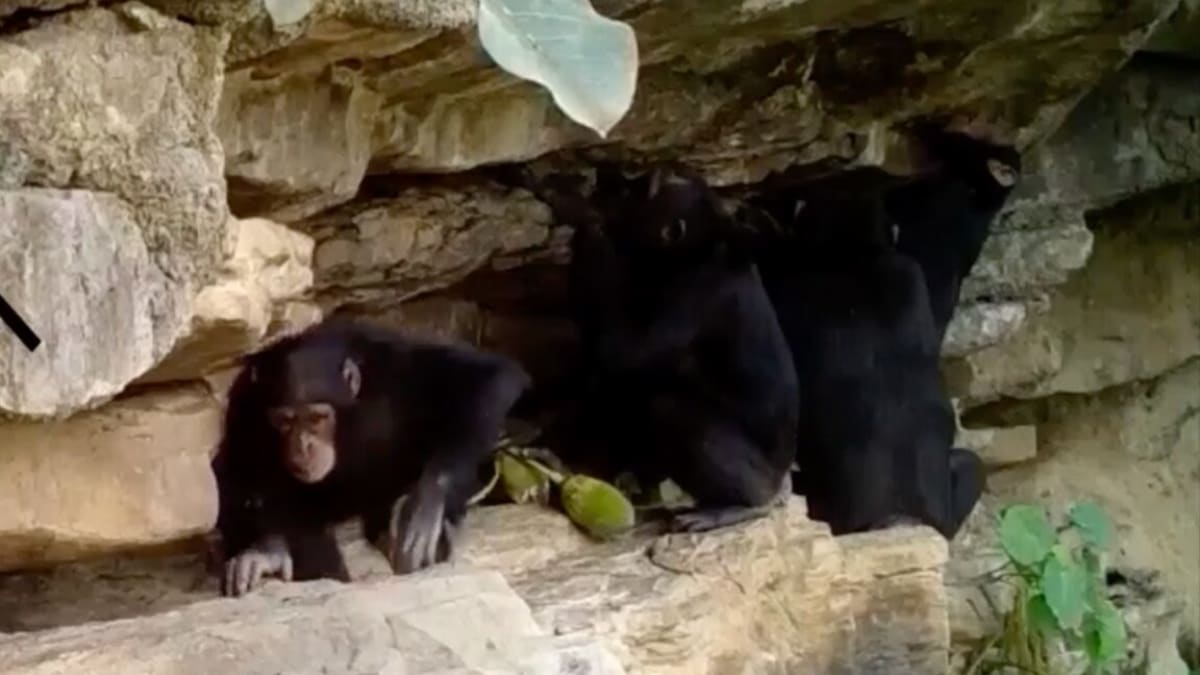 Mother chimpanzee teaching infant to dip twig into ant nest in Senegal forest