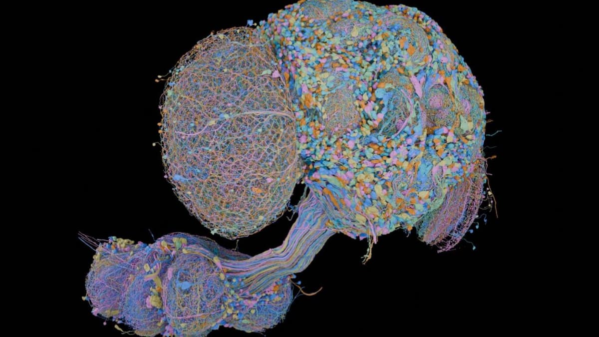 Scientists Map Every Neuron in a Fruit Fly Brain