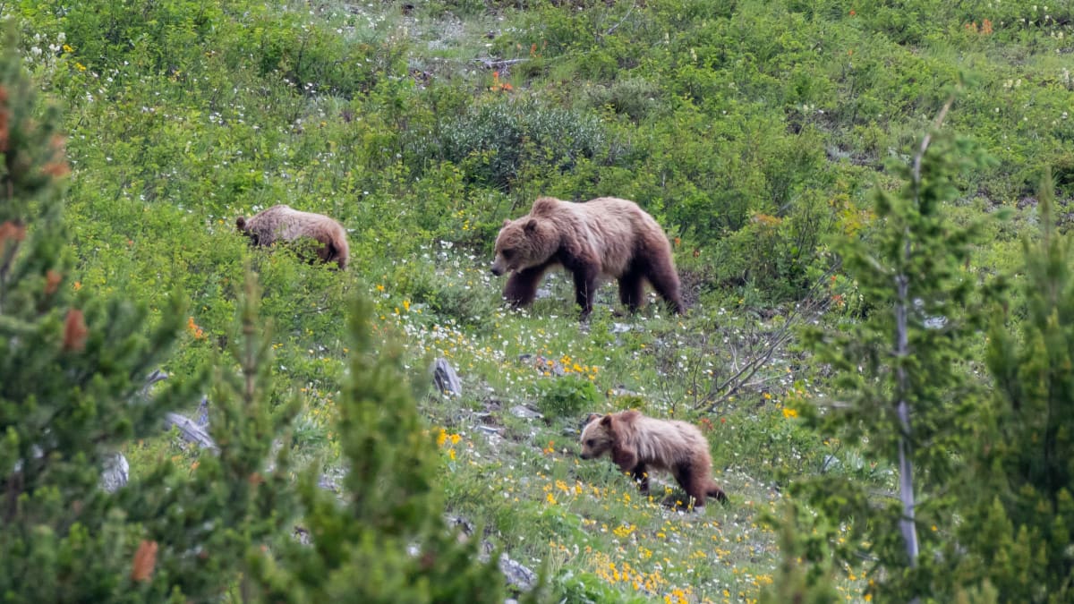 Hiker Survives Grizzly Attack Thanks to Quick Thinking