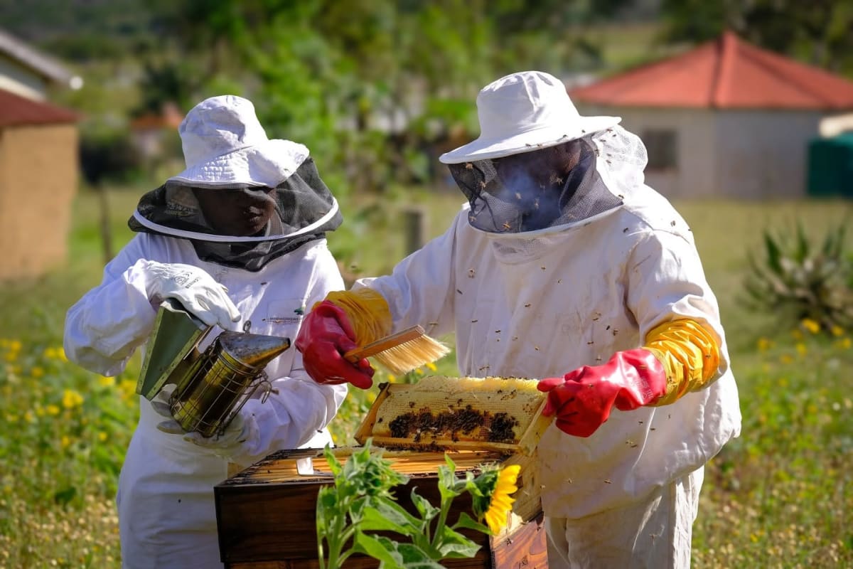 27-Year-Old PhD Shows Beekeeping Boosts Rural Income - Image 3