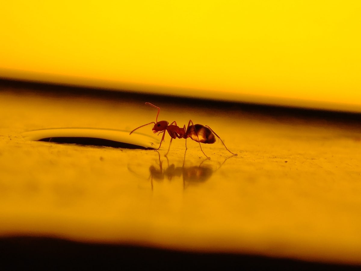 Why You Should Stop Killing Bugs in Your Home - Image 2