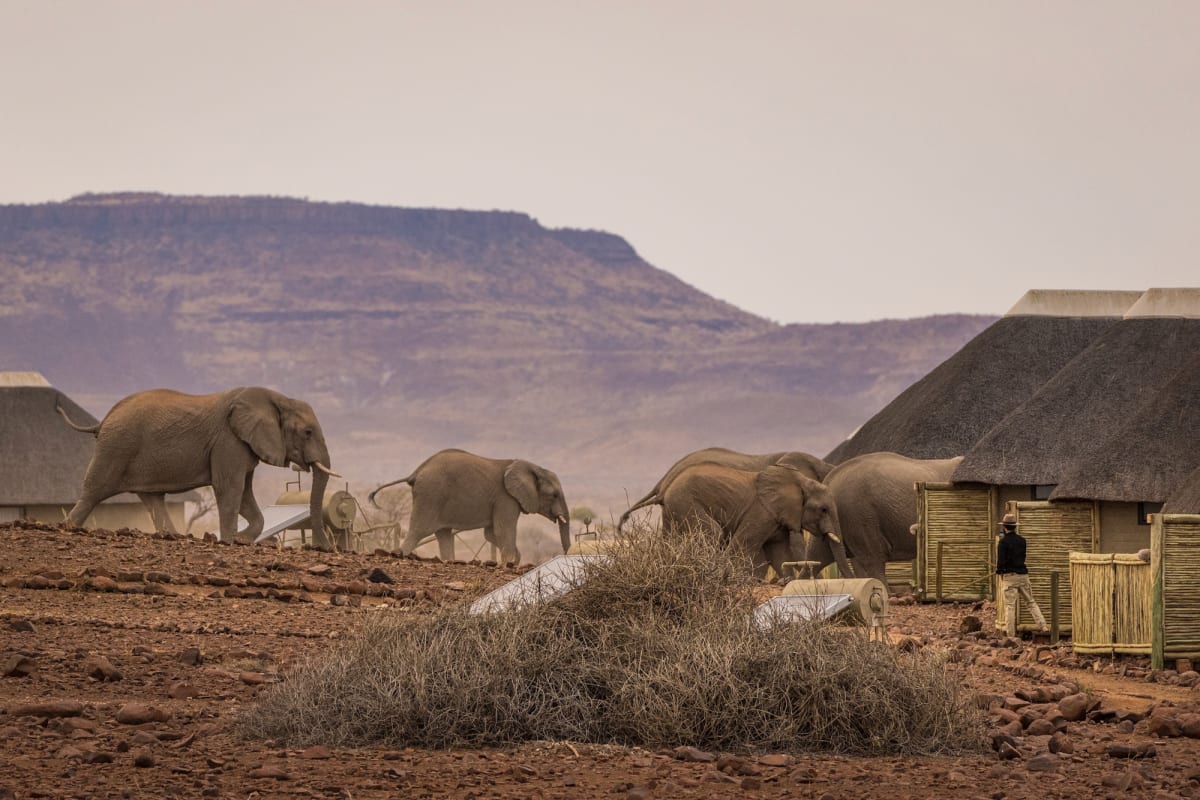Namibia Leads Wildlife Conservation Without Fences - Image 2