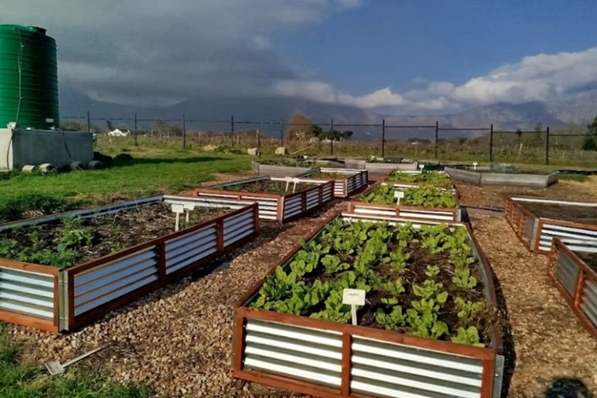 Nature-Based Filter Cleans 50,000 Liters Daily in S. Africa - Image 2