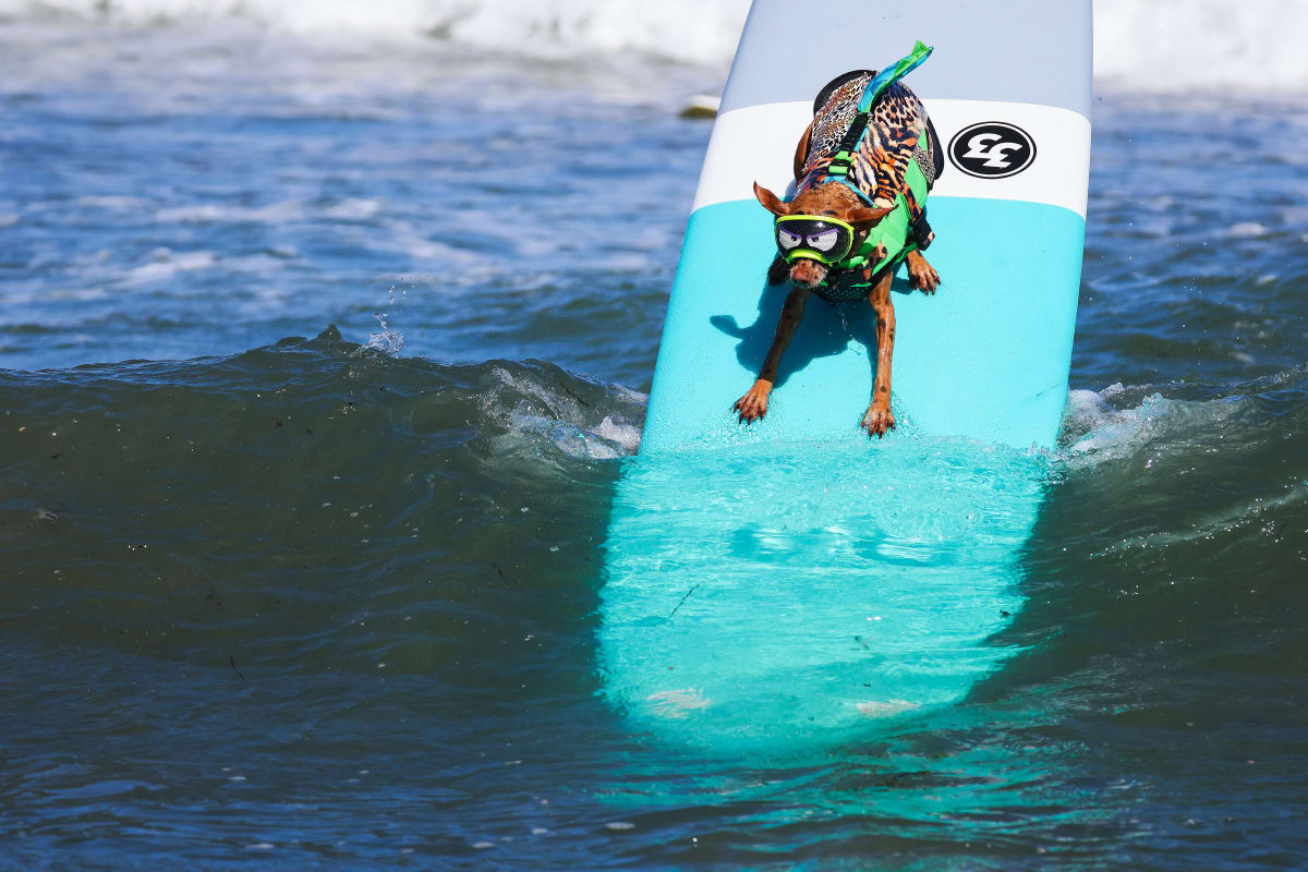 Dogs Ride Waves at World Surfing Championships in California - Image 2