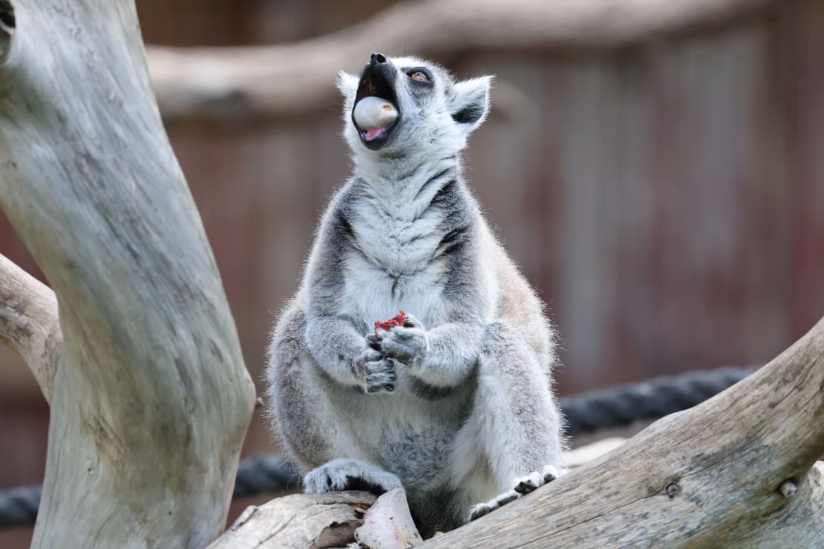 Singing Lemurs Use Opera Technique to Project Their Songs - Image 2