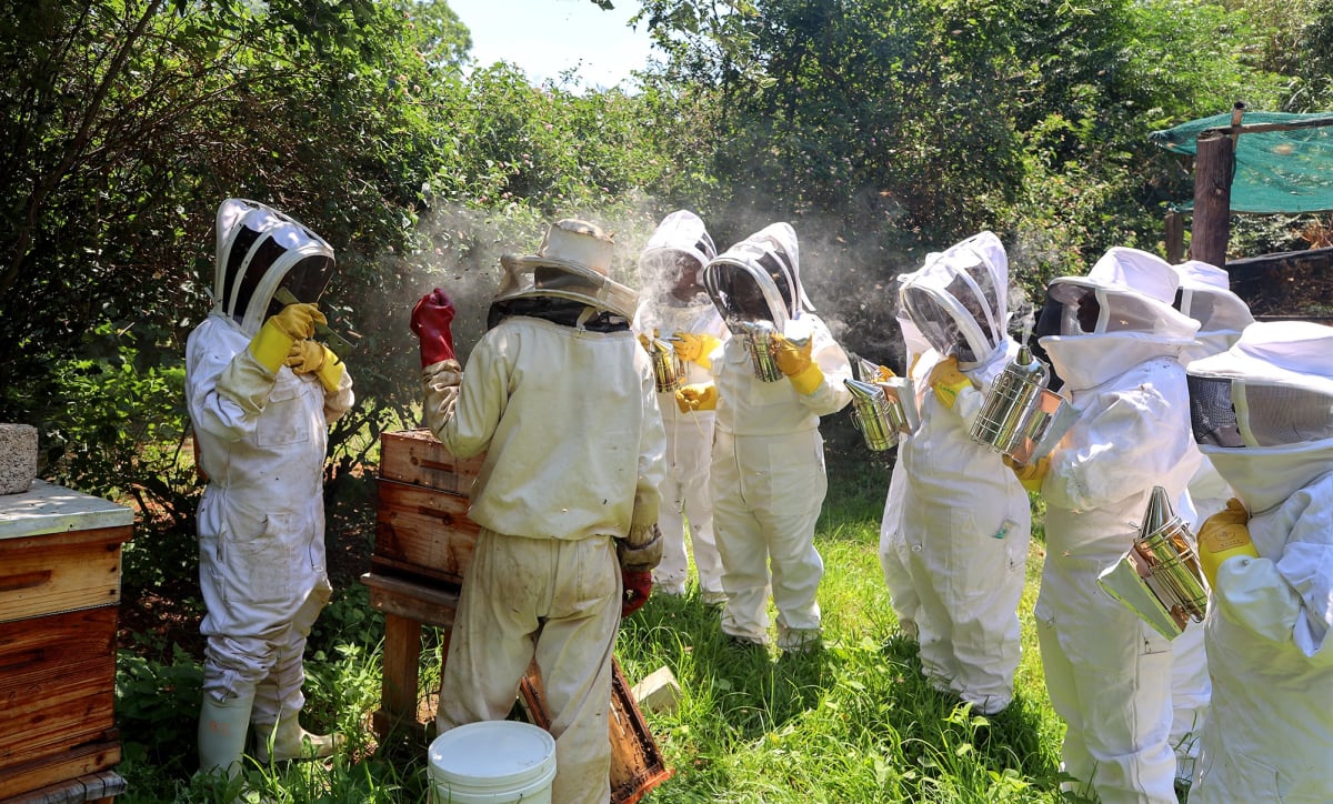 Women Beekeepers Are Reshaping South African Agriculture - Image 3