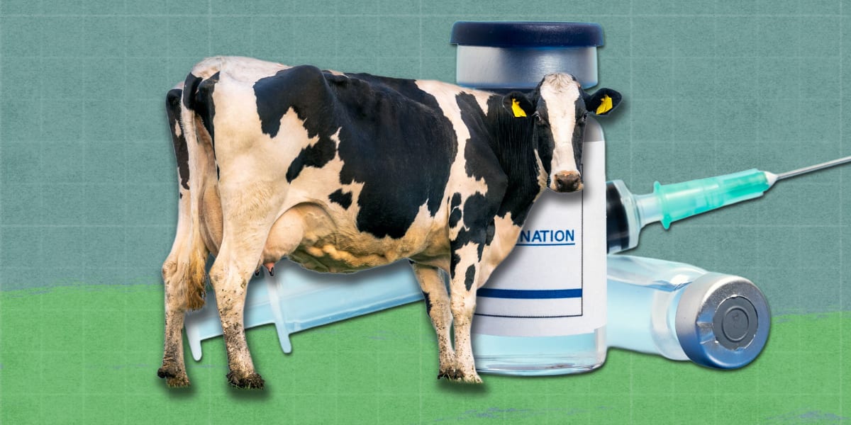 South Africa Launches Vaccine Plan to Protect Livestock - Image 3