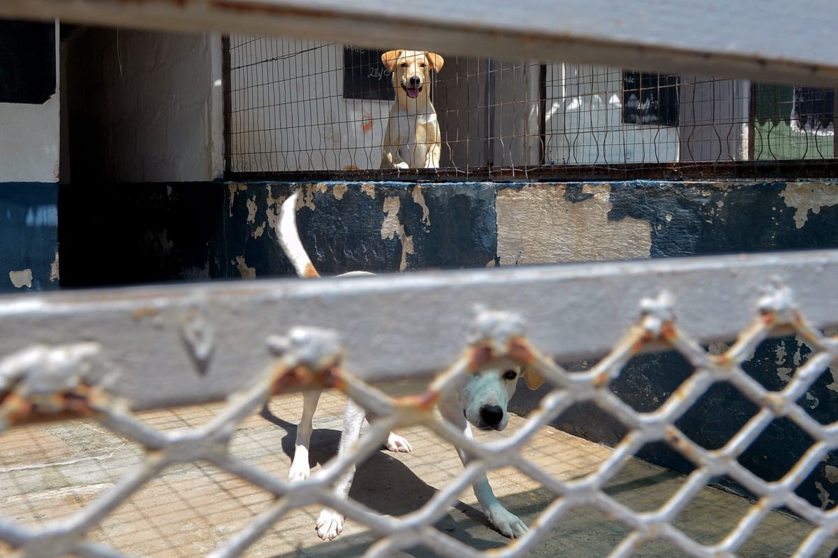 Court Orders Better Care at Nelson Mandela Bay Animal Pound - Image 2