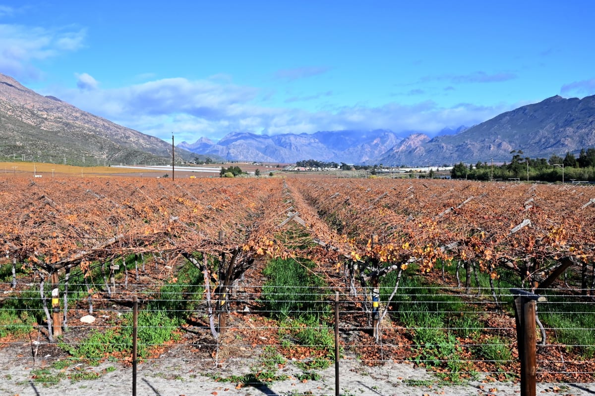 South African Farmworkers Share Stories in New Podcast - Image 2