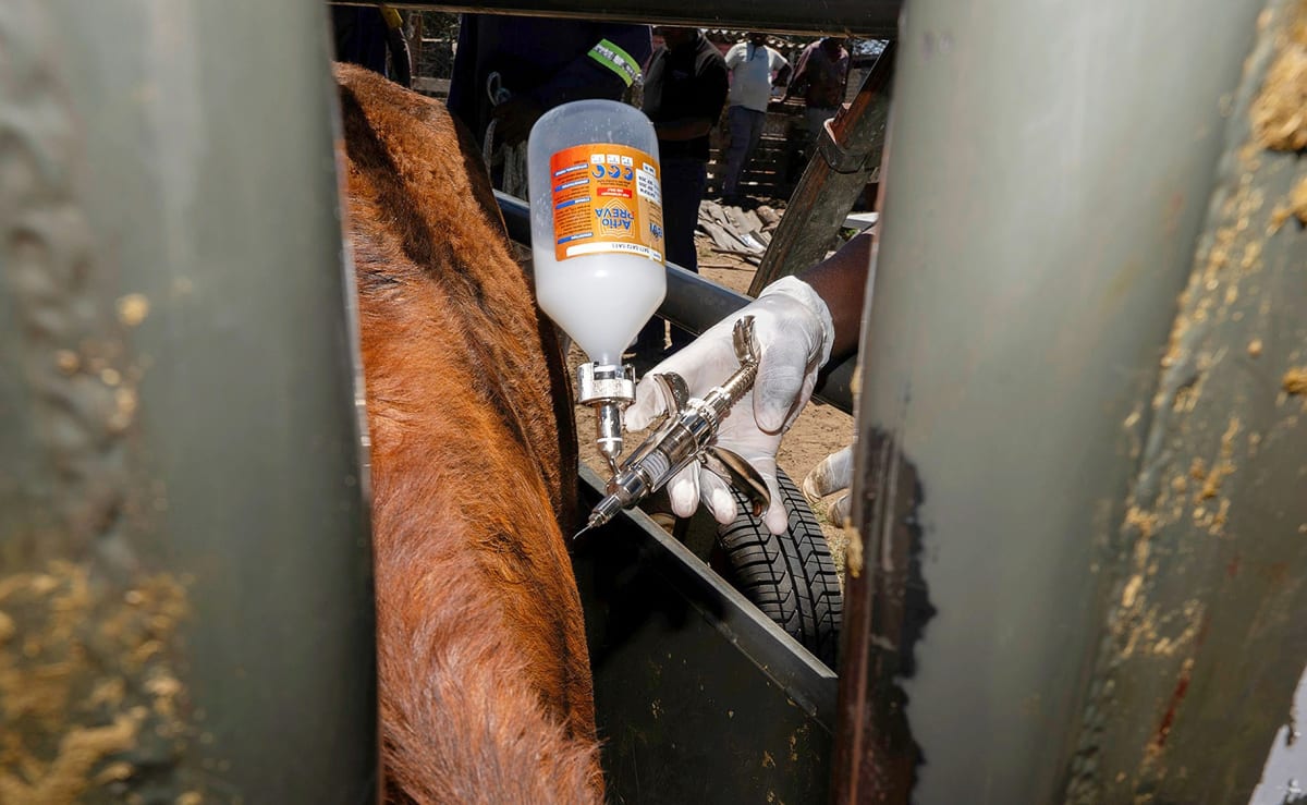South Africa Opens Private FMD Vaccination to Farmers - Image 3