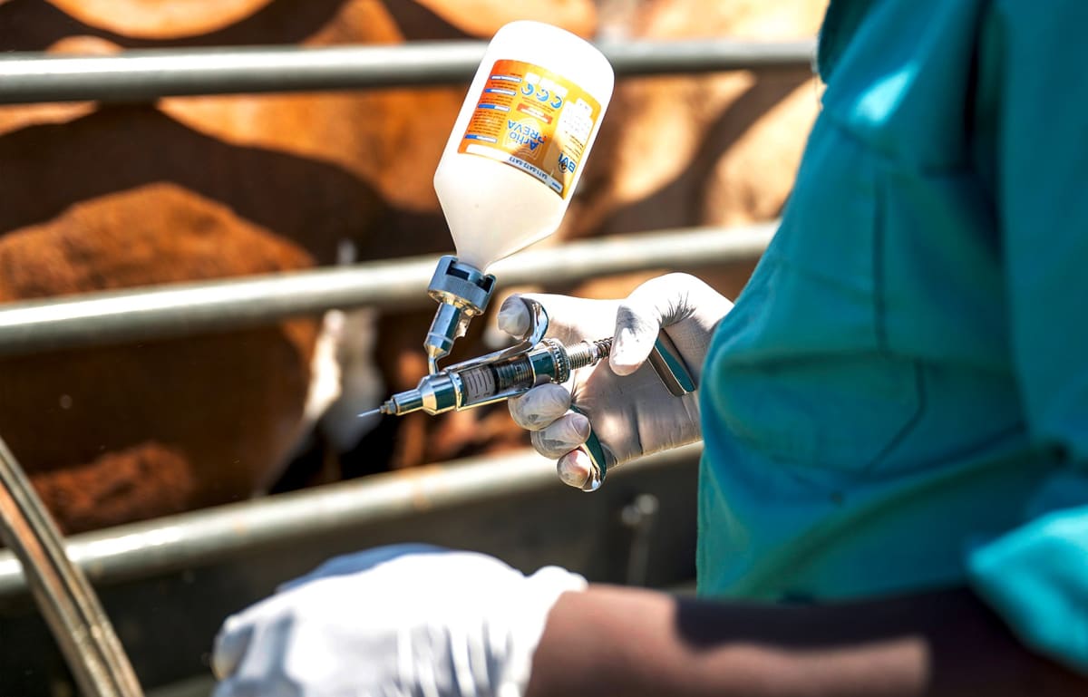 South Africa Vaccinates 4.4M Cattle in Historic Disease Fight - Image 3