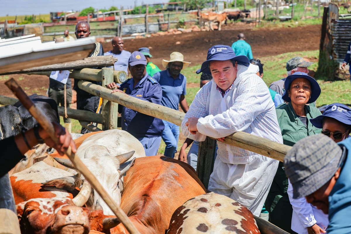 South African Farmers Win Right to Vaccinate Own Livestock - Image 3