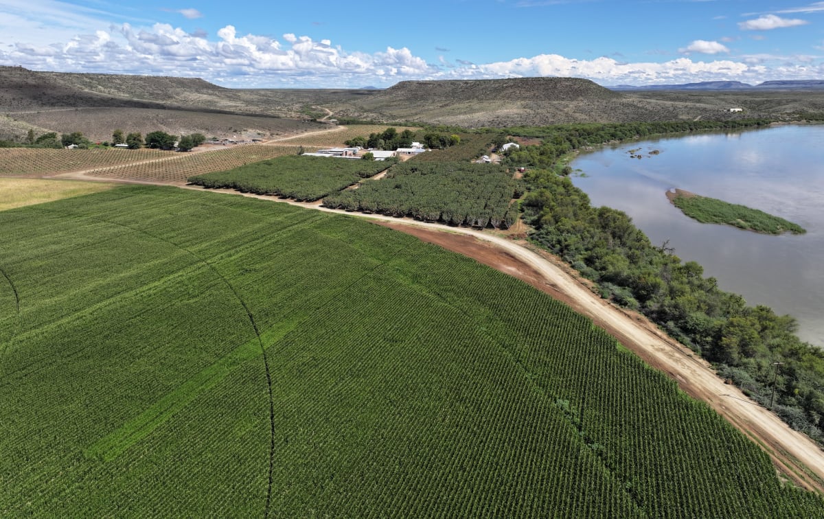 South Africa Grows "Green Gold" to Feed the World - Image 3