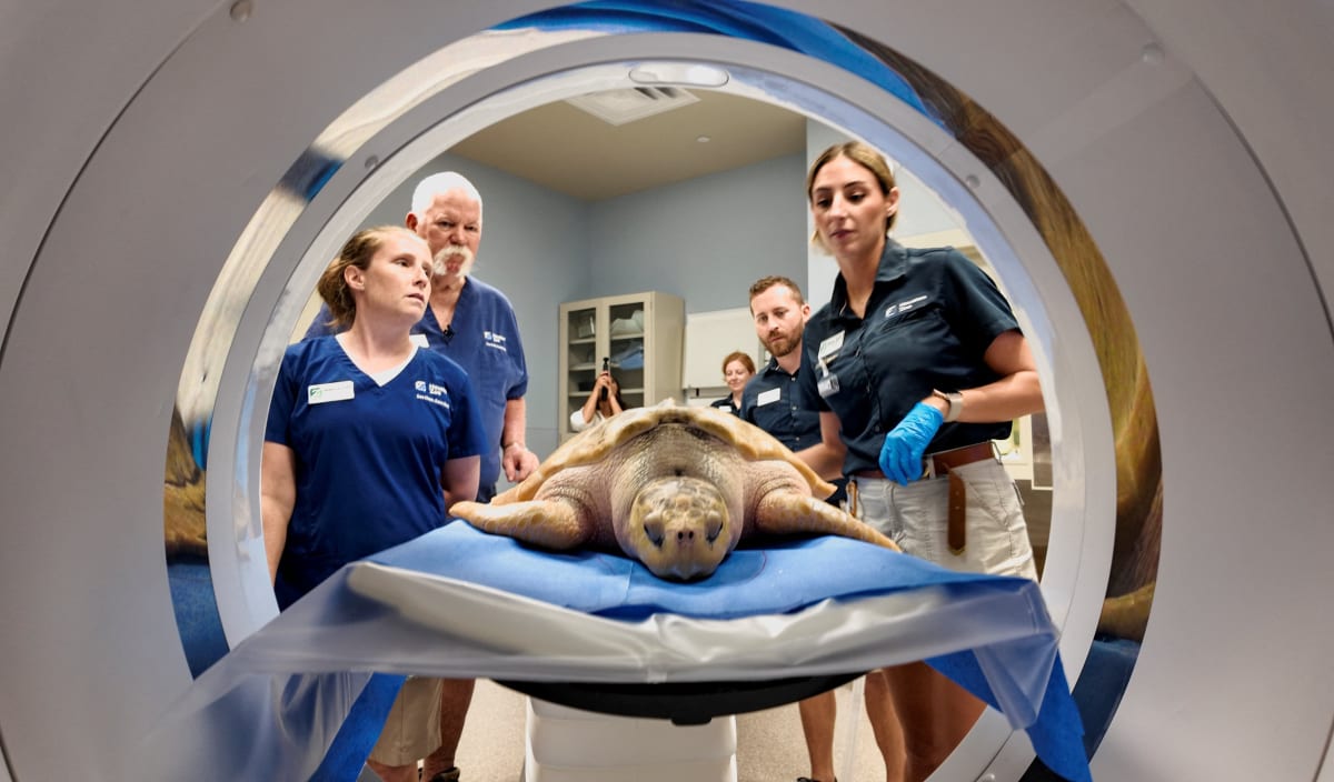 Critically Endangered Sea Turtle Gets Life-Saving CT Scan - Image 2