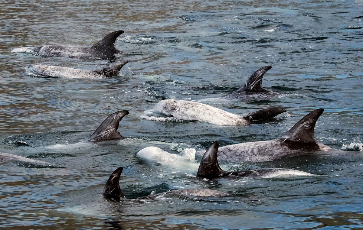 Rare Risso's Dolphins Spotted in South Africa's False Bay - Image 3