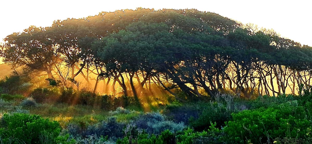 Thomas Berry: Why Nature Deserves Legal Rights - Image 3