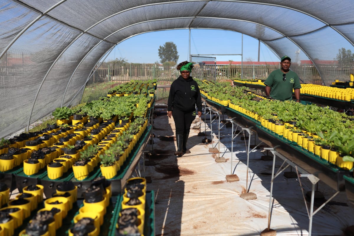 Soweto Couple Turns Schoolyard Into Organic Farm - Image 3