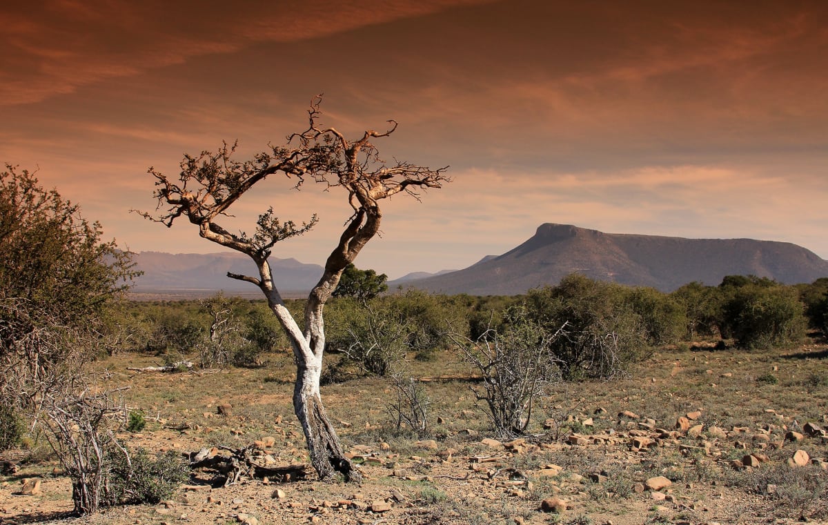 Scientists Protect Africa's Savannas from Tree Planting - Image 2