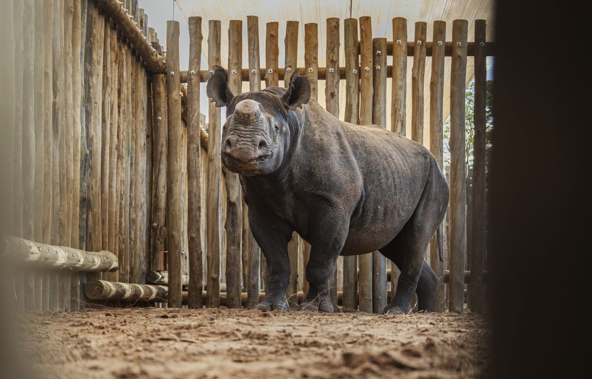 Black Rhinos Return Home to Zimbabwe After 30 Years - Image 3