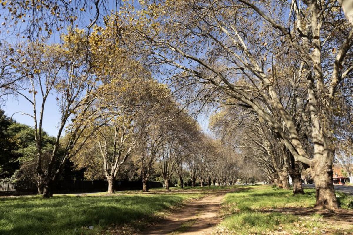 Johannesburg Doctors Pool Money to Make Streets Safe Again