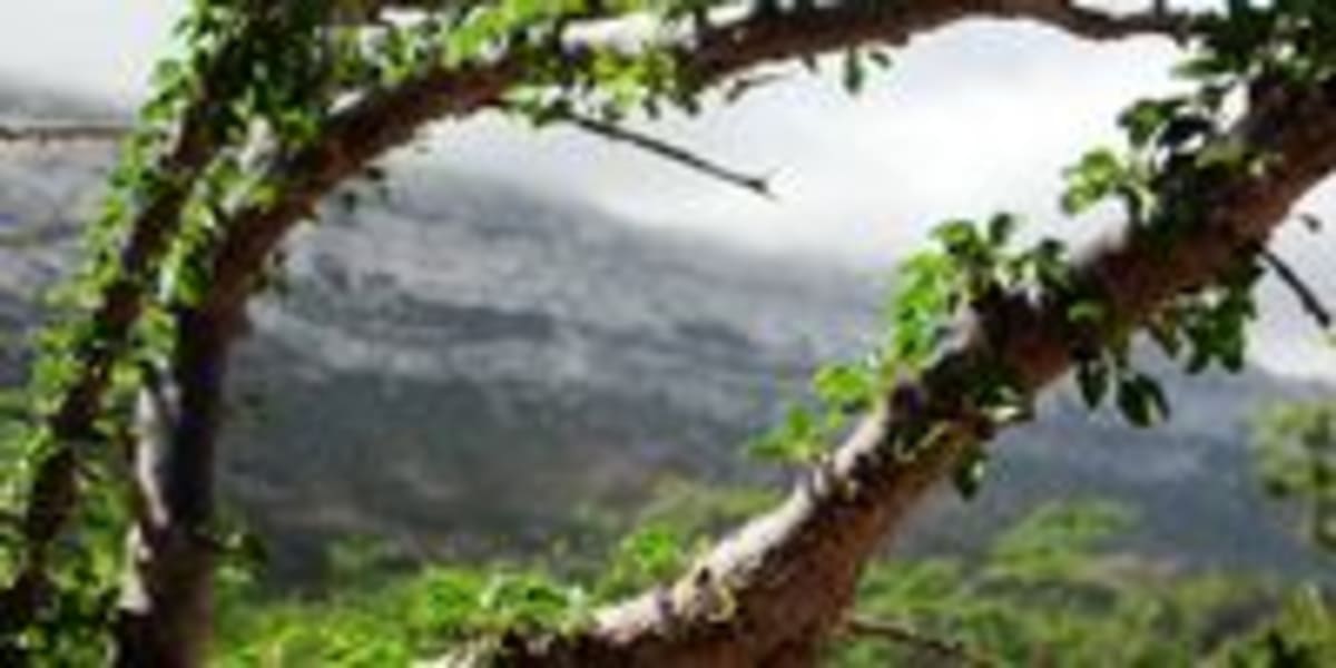 Mopane Worms and Wild Frankincense Create New Economies - Image 5