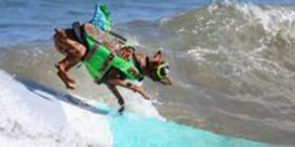 Dogs Ride Waves at World Surfing Championships in California - Image 5