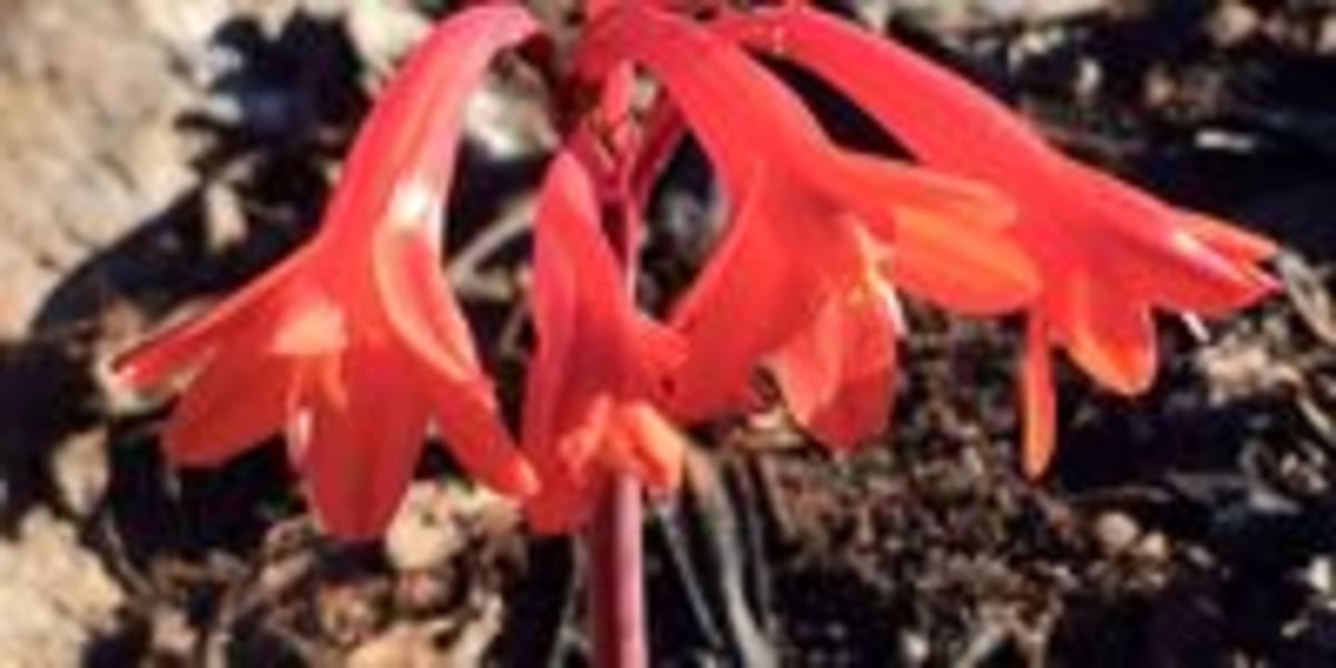 Rare Fire Lilies Bloom After Western Cape Wildfire - Image 3