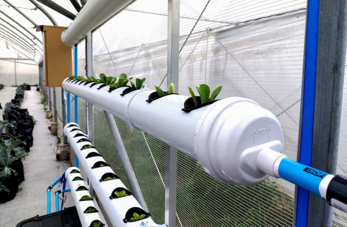 Vertical solar-powered hydroponic system growing green vegetables in greenhouse without soil