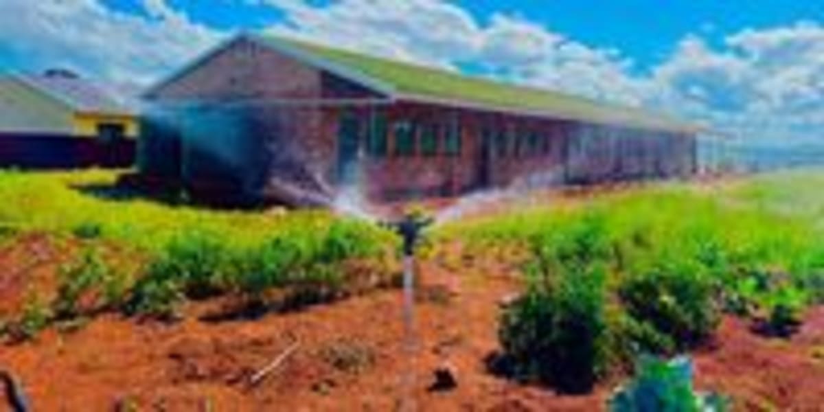 Rural School Principal Turns Barren Grounds Into Food Lifeline - Image 4
