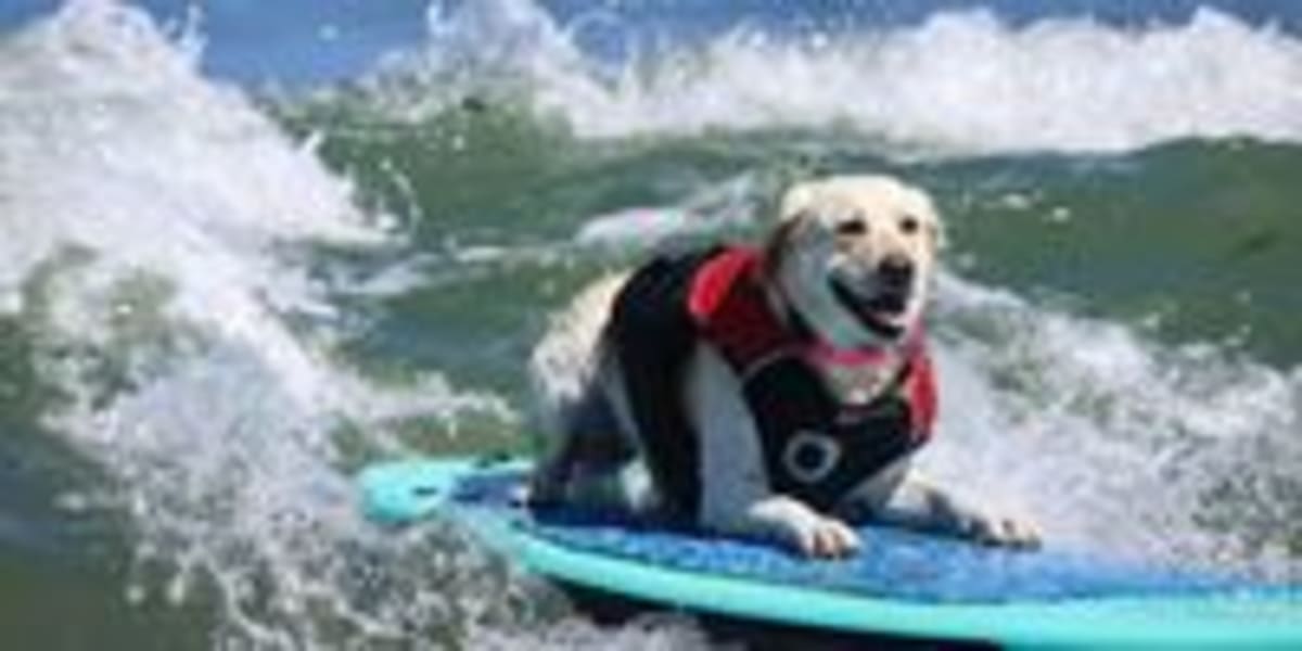 Dogs Ride Waves at World Surfing Championships in California - Image 4