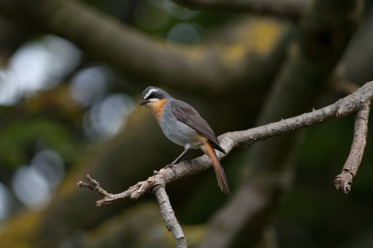 How a Singing Bird Helped Her Heal After Losing Her Dog