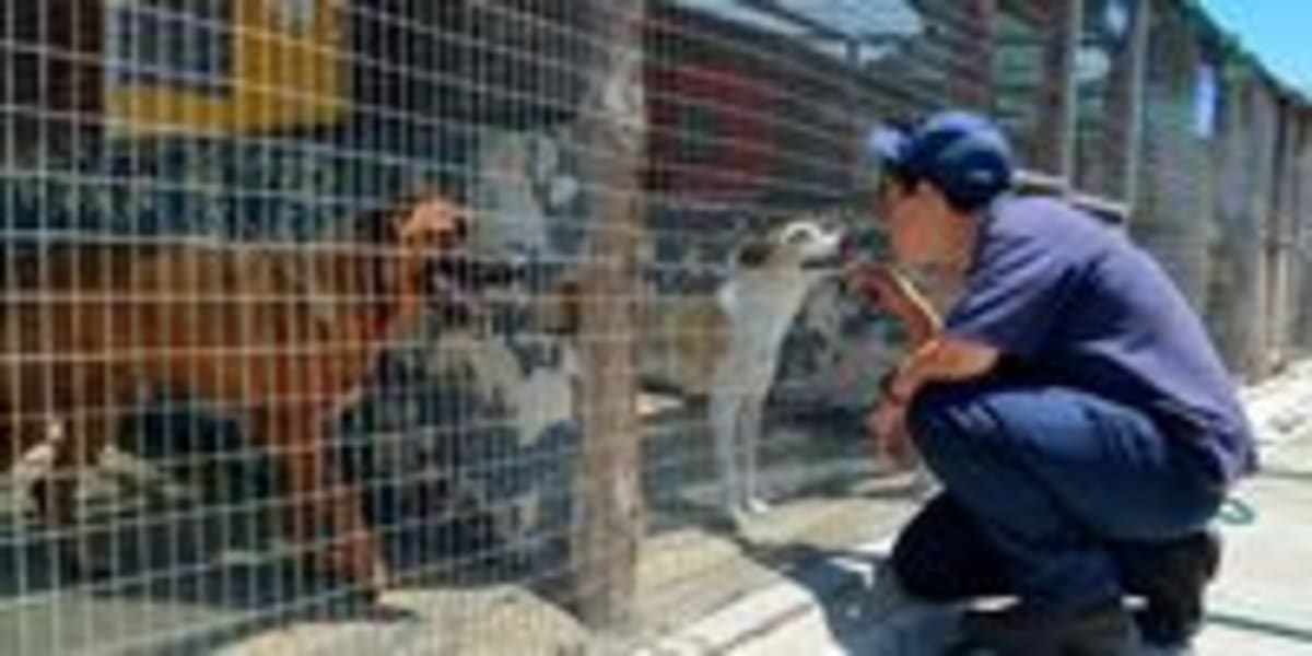Court Orders Better Care at Nelson Mandela Bay Animal Pound - Image 4