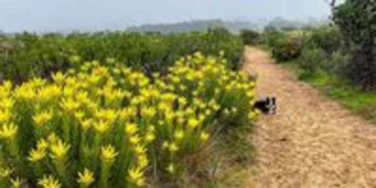 Cape Town Park May Get 'Fynbos Garden' Instead of Restoration - Image 3