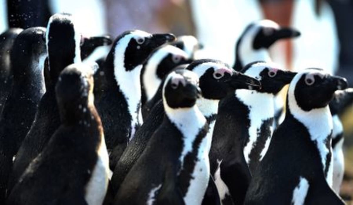46 Rescued Penguin Chicks Thriving After Island Floods - Image 4
