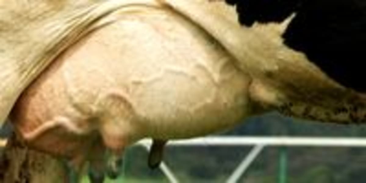 South Africa Opens Private FMD Vaccination to Farmers - Image 5