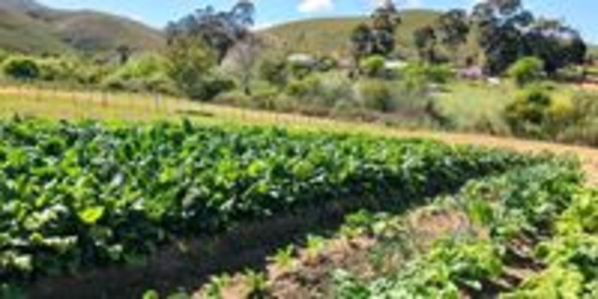 South African Town Trades Pigs for Gardens, Wins Big - Image 4