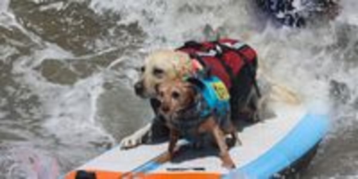 Dogs Ride Waves at World Surfing Championships in California - Image 3
