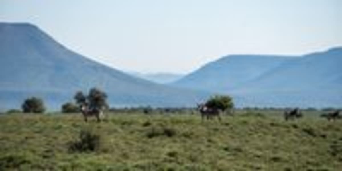 South Africa's Fences Save Wildlife—And Change It Forever - Image 3