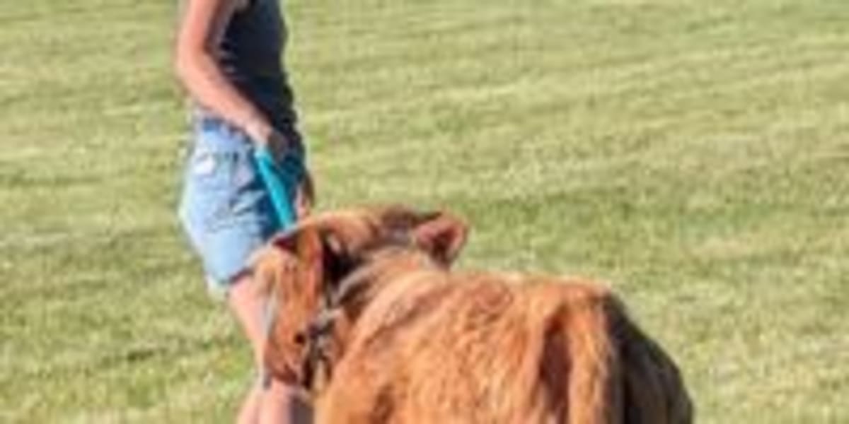 Pennsylvania Town Raises $2,000 for Disabled Kids via Cow - Image 5