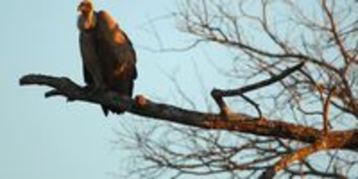 MP Shares How Kruger National Park Shaped His Life at 100 - Image 4