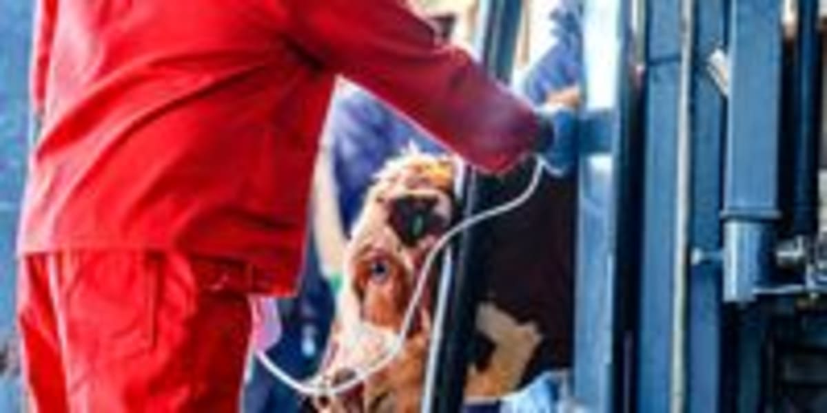 South Africa Opens Private FMD Vaccination to Farmers - Image 4