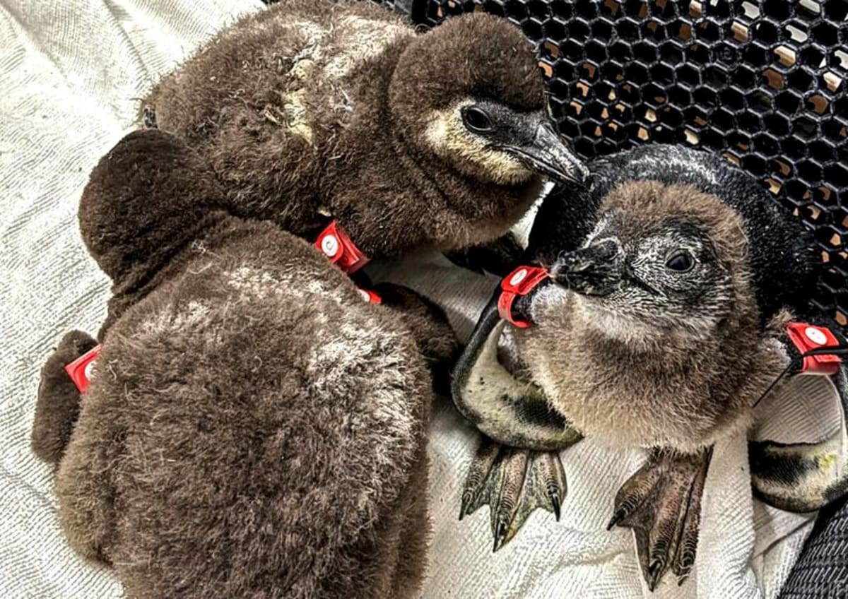 46 Rescued Penguin Chicks Thriving After Island Floods